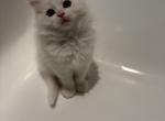 snow white - Persian Kitten For Sale - Winnetka&comma; CA&comma; US