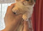 Grace - Scottish Straight Kitten For Sale - Warwick&comma; NY&comma; US