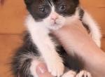 Grant - Scottish Straight Kitten For Sale - Warwick&comma; NY&comma; US