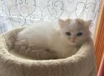 Harmony - Scottish Straight Kitten For Sale - Warwick&comma; NY&comma; US