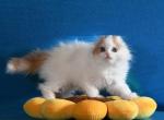Helga - Scottish Fold Kitten For Sale - Warwick&comma; NY&comma; US