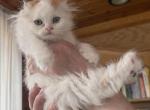 Hugo - Scottish Fold Kitten For Sale - Warwick&comma; NY&comma; US