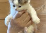 Ian - Scottish Straight Kitten For Sale - Warwick&comma; NY&comma; US