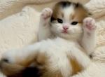 Infinity - Scottish Fold Kitten For Sale - Warwick&comma; NY&comma; US