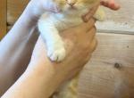 Iris - Scottish Straight Kitten For Sale - Warwick&comma; NY&comma; US