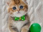 Cedric - Munchkin Kitten For Sale - Pembroke Pines&comma; FL&comma; US
