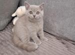 Zefir - British Shorthair Kitten For Sale - Grayslake&comma; IL&comma; US