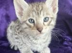 Silver Savannah kittens - Savannah Kitten For Sale - Ellerbe&comma; NC&comma; US