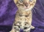 Garfield - Bengal Kitten For Sale - Ellerbe&comma; NC&comma; US