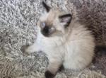 Sweetie - Ragdoll Kitten For Sale - Phoenix&comma; AZ&comma; US