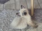 Lollipop - Ragdoll Kitten For Sale - Phoenix&comma; AZ&comma; US