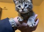 Kittens - Maine Coon Kitten For Sale - 