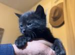 Female Kittens - American Longhair Kitten For Sale - Athol&comma; MA&comma; US