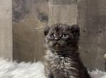 Juju Bear - Highlander Kitten For Sale - West Branch&comma; MI&comma; US