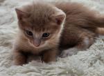 Yellow - British Shorthair Kitten For Sale - 