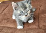 Jerry - British Shorthair Kitten For Sale - 