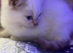 LILY - Persian Kitten For Sale - Austin&comma; TX&comma; US