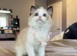 Seal bicolor girl - Ragdoll Kitten For Sale - Fontana&comma; CA&comma; US