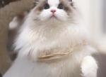 Dolly Seal bicolor girl - Ragdoll Kitten For Sale - Fontana&comma; CA&comma; US