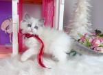 Misty blue bicolor girl - Ragdoll Kitten For Sale - Fontana&comma; CA&comma; US