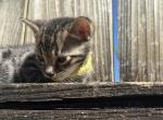 Oleapto 5 - Bengal Kitten For Sale - Oklahoma City&comma; OK&comma; US