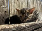 oleapto3 - Bengal Kitten For Sale - Oklahoma City&comma; OK&comma; US