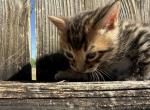oleapto4 - Bengal Kitten For Sale - Oklahoma City&comma; OK&comma; US