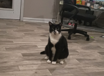 Moose - Domestic Cat For Sale - Boutte&comma; LA&comma; US