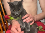 Ash - Domestic Cat For Sale - Boutte&comma; LA&comma; US