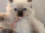 Franky seal mitted - Ragdoll Kitten For Sale - Brooklyn&comma; NY&comma; US