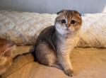 Ashia - Scottish Fold Kitten For Sale - San Francisco&comma; CA&comma; US