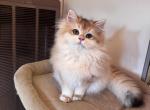 Niura - British Shorthair Kitten For Sale - 