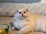 Gelik - Scottish Fold Kitten For Sale - San Francisco&comma; CA&comma; US