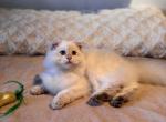 Gelik - Scottish Fold Kitten For Sale - 