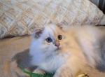 Gelik - Scottish Fold Kitten For Sale - 