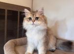 Brosha - British Shorthair Kitten For Sale - San Francisco&comma; CA&comma; US