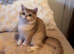 Ellys - British Shorthair Kitten For Sale - San Mateo&comma; CA&comma; US