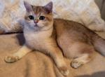 Ellys - British Shorthair Kitten For Sale - San Francisco&comma; CA&comma; US