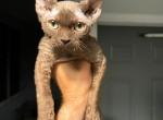 Devon Rex chocolate - Devon Rex Kitten For Sale - Hollywood&comma; FL&comma; US