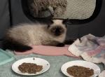 Gorgeous little seal point girl - Himalayan Cat For Sale - Benbrook&comma; TX&comma; US
