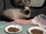 Precious little seal point boy - Himalayan Kitten For Sale - Benbrook&comma; TX&comma; US