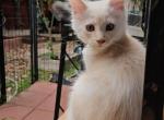 Purebred Maine Coon boy - Maine Coon Kitten For Sale - Corona&comma; CA&comma; US