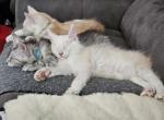 Maine Coon kittens health tested and guaranteed - Maine Coon Kitten For Sale - Corona&comma; CA&comma; US