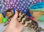Cody Brown male rosetted bengal kitten - Bengal Kitten For Sale - FL&comma; US