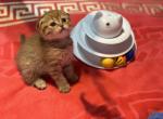 Golden chinchilla - Scottish Fold Kitten For Sale - Brooklyn&comma; NY&comma; US