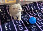 Silver Scottish shorthair - Scottish Straight Kitten For Sale - 