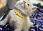 Beige Scottish shorthair - Scottish Straight Kitten For Sale - 