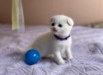 White Scottish shorthair - Scottish Fold Kitten For Sale - 