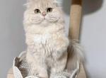 British longhair CY12 - British Shorthair Kitten For Sale - Queens&comma; NY&comma; US