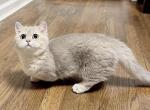 Lucy - Munchkin Kitten For Sale - Queens&comma; NY&comma; US